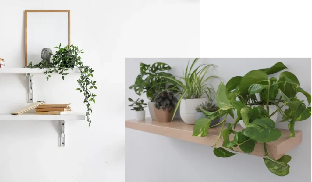 Best Hanging Houseplants for Low Light