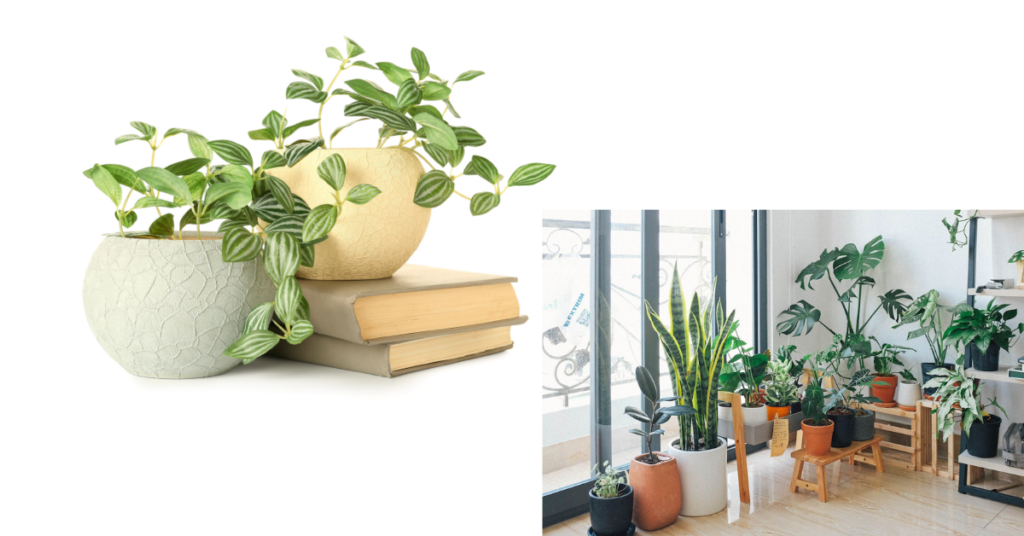 Best Way to Clean Artificial Plants