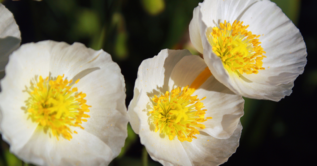White Poppy: A Subtle Flower of Peace and Remembrance